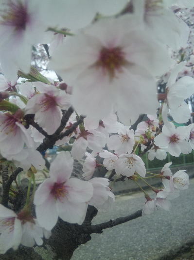 桜_f0082396_22344019.jpg