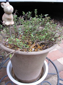 c0117898_1947403.jpg