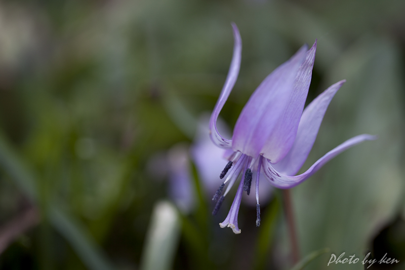 カタクリの花_f0234500_20375978.jpg