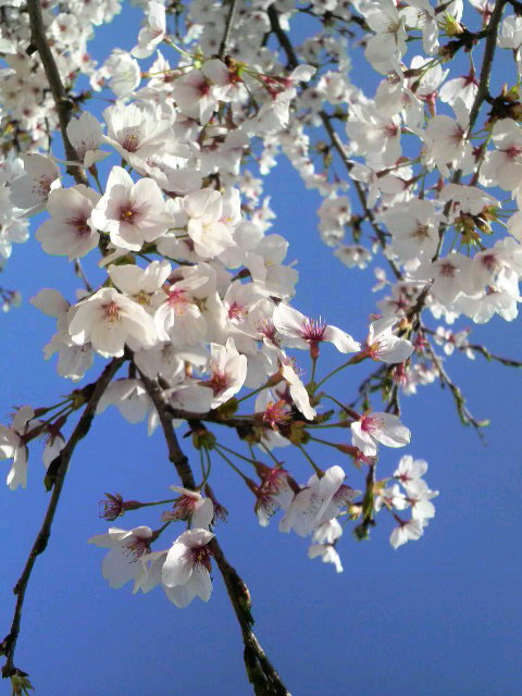 青、桜_d0018101_17223269.jpg