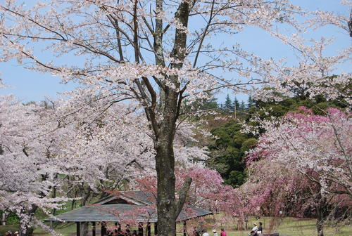 間に合った　さくらの里は　花霞_f0101201_21265814.jpg