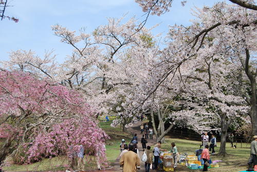 間に合った　さくらの里は　花霞_f0101201_21371973.jpg