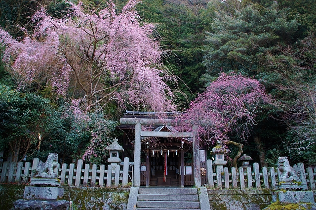 大豊神社　花の競演_a0169902_1392239.jpg