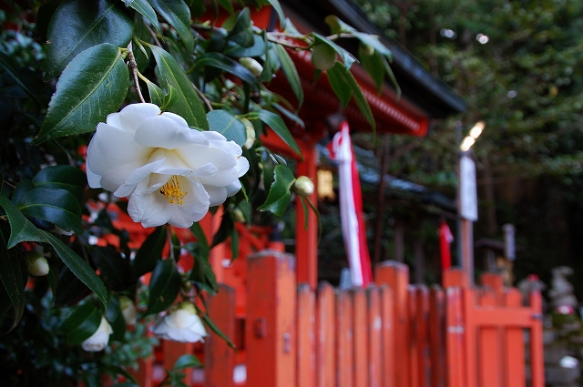 大豊神社　花の競演_a0169902_139743.jpg