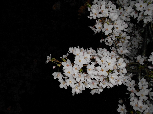 さくら　桜　今　咲き誇る_b0147203_2311690.jpg