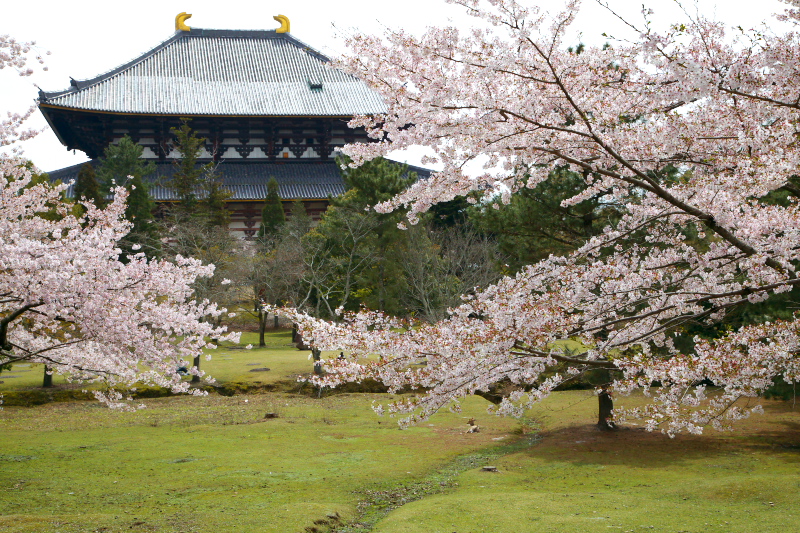 桜もそろそろ終わりのようで。_c0043403_21461225.jpg