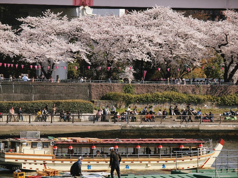 都会の桜たち　スカイツリーと桜_b0231705_194998.jpg