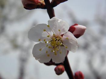 女鳥羽川の桜＆光城山 52_d0032405_21305836.jpg