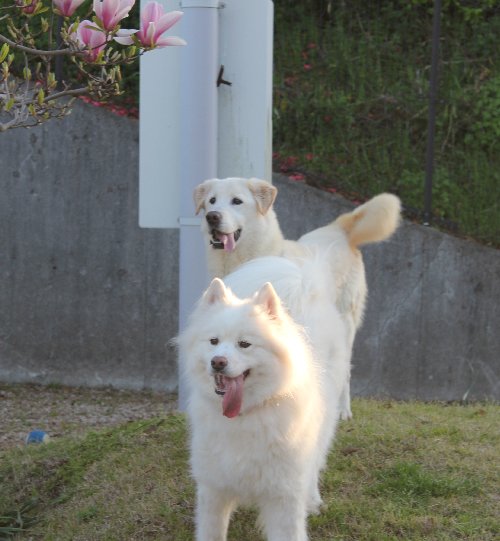 木蓮の花の下で　4月15日（日）_b0073110_22284854.jpg