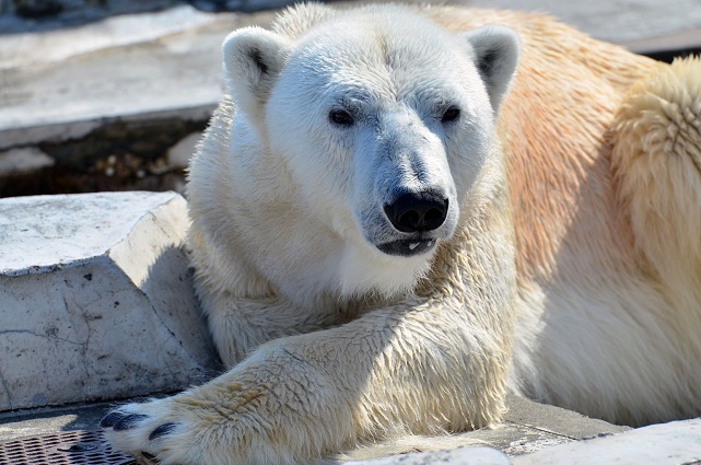 円山動物園、春の陽光の下でのホッキョクグマたちの場景_a0151913_21352747.jpg