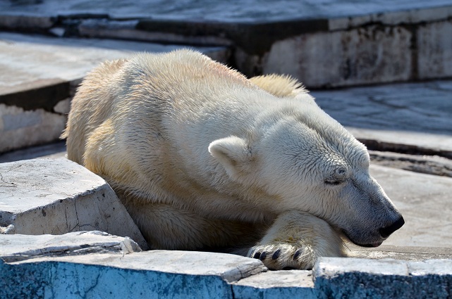 円山動物園、春の陽光の下でのホッキョクグマたちの場景_a0151913_21354158.jpg