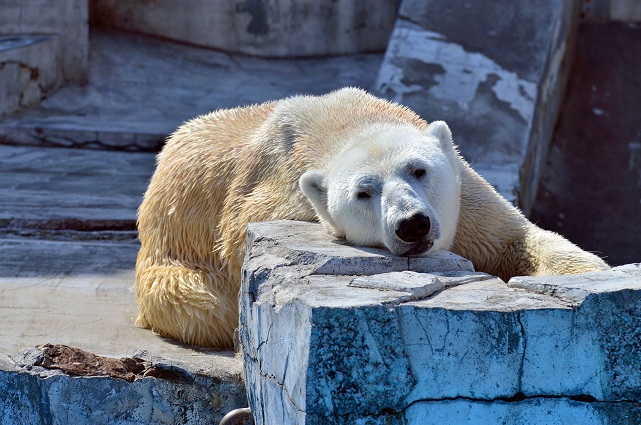 円山動物園、春の陽光の下でのホッキョクグマたちの場景_a0151913_21355089.jpg