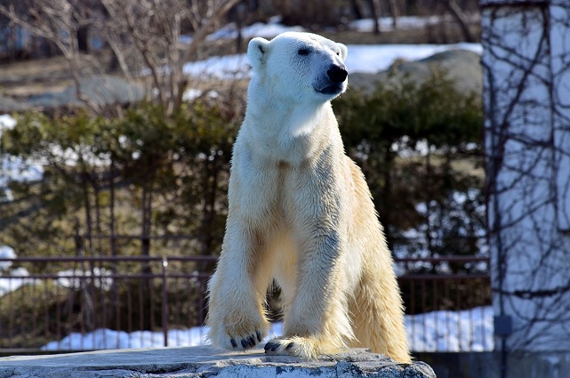 円山動物園、春の陽光の下でのホッキョクグマたちの場景_a0151913_2136114.jpg