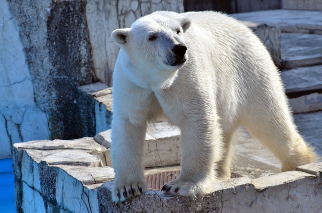 円山動物園、春の陽光の下でのホッキョクグマたちの場景_a0151913_21371258.jpg