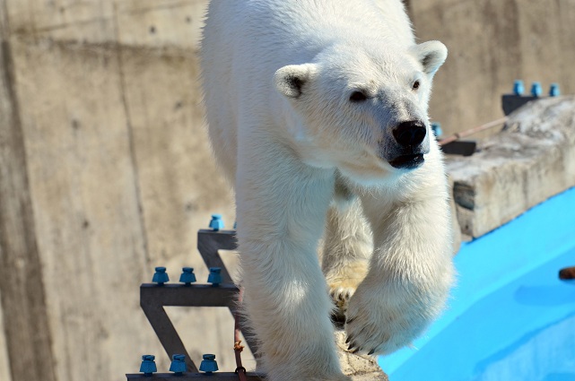 円山動物園、春の陽光の下でのホッキョクグマたちの場景_a0151913_21372419.jpg