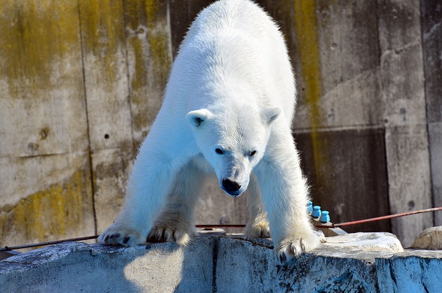 円山動物園、春の陽光の下でのホッキョクグマたちの場景_a0151913_21373298.jpg