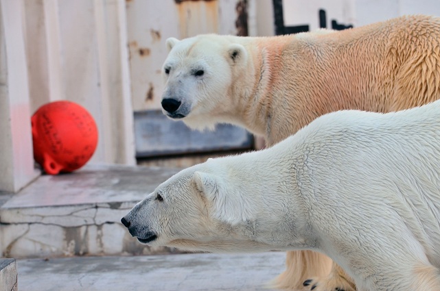 円山動物園、春の陽光の下でのホッキョクグマたちの場景_a0151913_21375582.jpg