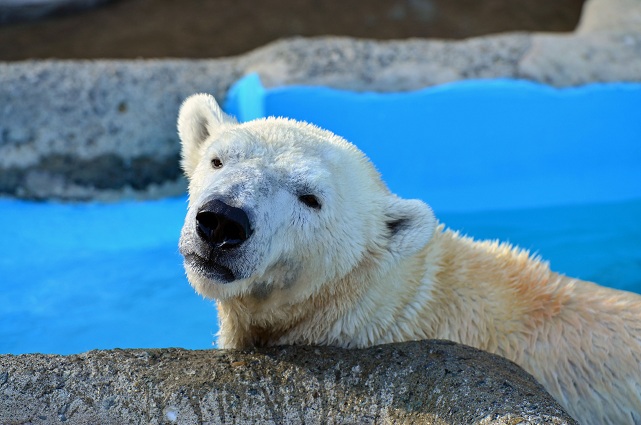 円山動物園、春の陽光の下でのホッキョクグマたちの場景_a0151913_21382029.jpg