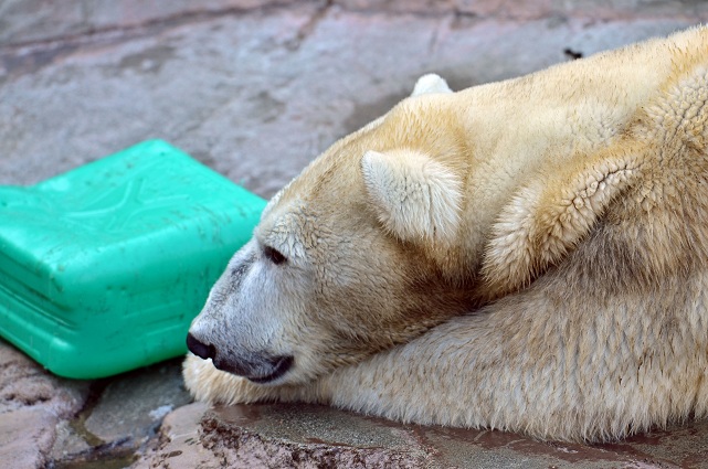 円山動物園、春の陽光の下でのホッキョクグマたちの場景_a0151913_21383744.jpg