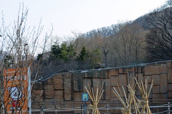 円山動物園、春の陽光の下でのホッキョクグマたちの場景_a0151913_21385222.jpg