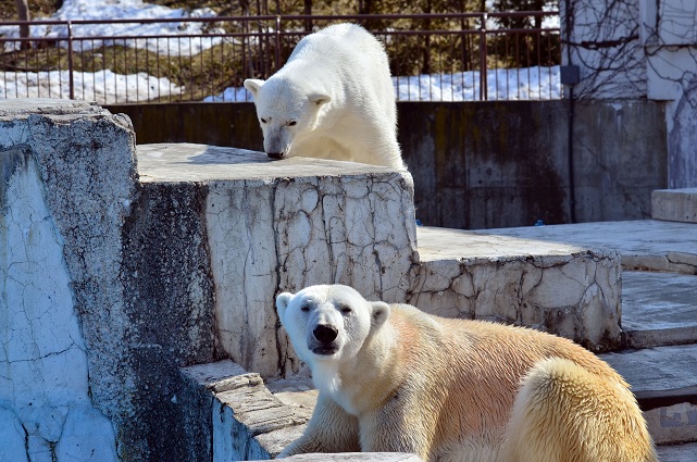 円山動物園、春の陽光の下でのホッキョクグマたちの場景_a0151913_2138617.jpg