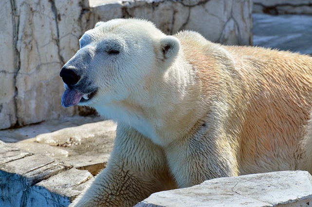 円山動物園、春の陽光の下でのホッキョクグマたちの場景_a0151913_21422889.jpg