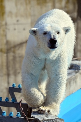 円山動物園、春の陽光の下でのホッキョクグマたちの場景_a0151913_2148354.jpg