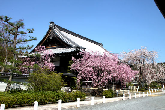 妙満寺　しだれ満開_e0048413_21142095.jpg