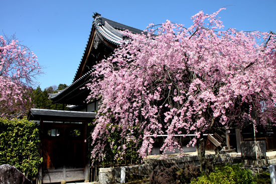 妙満寺　しだれ満開_e0048413_21143392.jpg