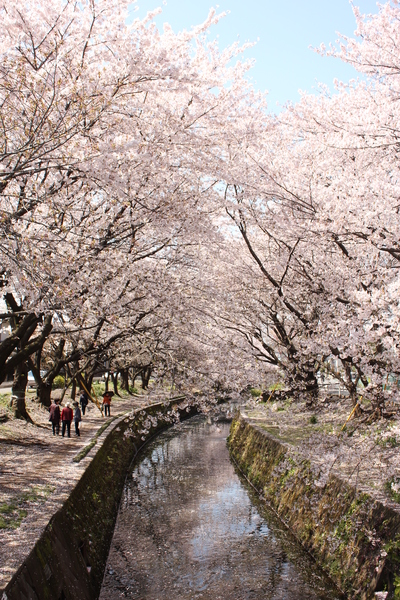 桜　2012_d0163114_23471785.jpg