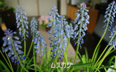 e0099614_22543715.jpg