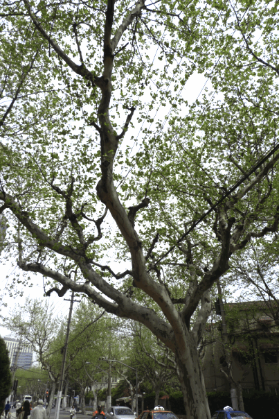 e0157816_14131181.gif