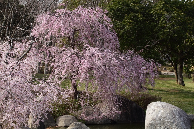 桜を撮りにいったとーちゃんに付き合ってやったぜ。_b0249720_11122065.jpg