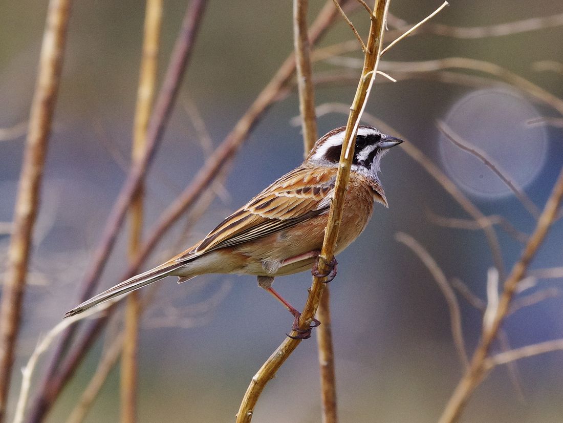 ホオジロ(Meadow Bunting ):思いがけず目の前に・・・_a0031821_20533243.jpg