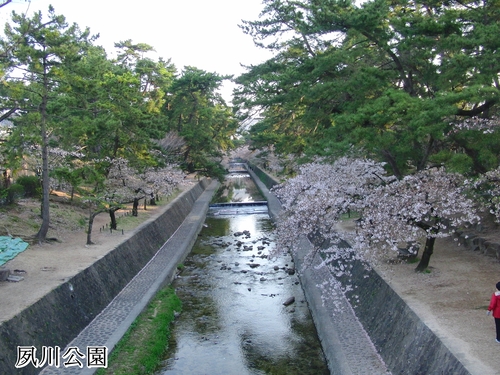 朝散歩で花見＠夙川公園２０１２_e0179321_8272479.jpg