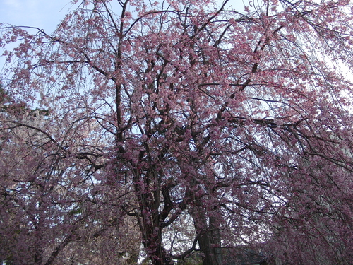 朝散歩で花見＠夙川公園２０１２_e0179321_8281321.jpg