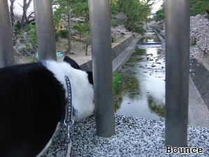 朝散歩で花見＠夙川公園２０１２_e0179321_8282867.jpg