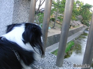 朝散歩で花見＠夙川公園２０１２_e0179321_8285274.jpg