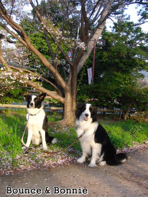 朝散歩で花見＠夙川公園２０１２_e0179321_8293023.jpg