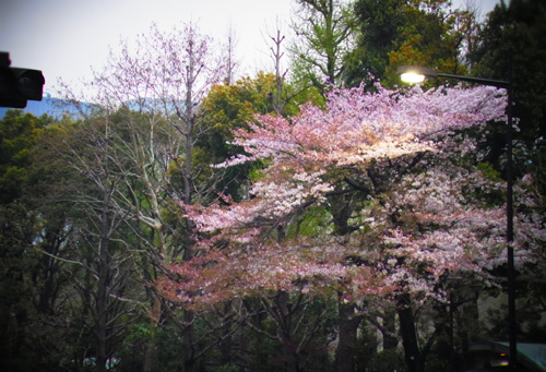 今年の桜２_d0120022_10112641.jpg