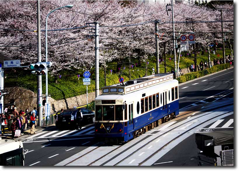 飛鳥山の桜と都電　4月8日（日）_c0121824_2059299.jpg