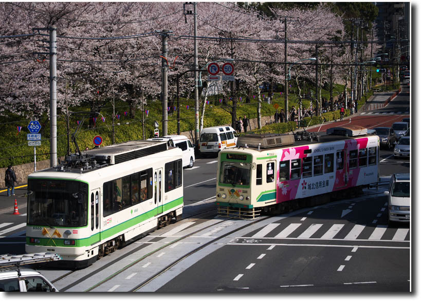 飛鳥山の桜と都電　4月8日（日）_c0121824_216241.jpg