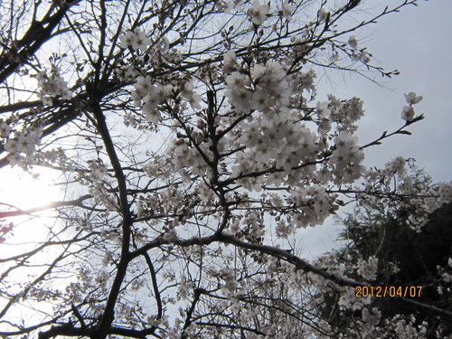 ♪２０１２★桜と共に（地元編）_d0162225_23195715.jpg