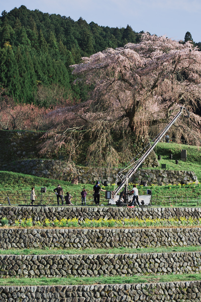 又兵衛桜・撮影記 2012_c0198227_11442743.jpg