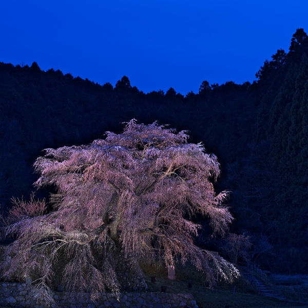 又兵衛桜・撮影記 2012_c0198227_1145729.jpg