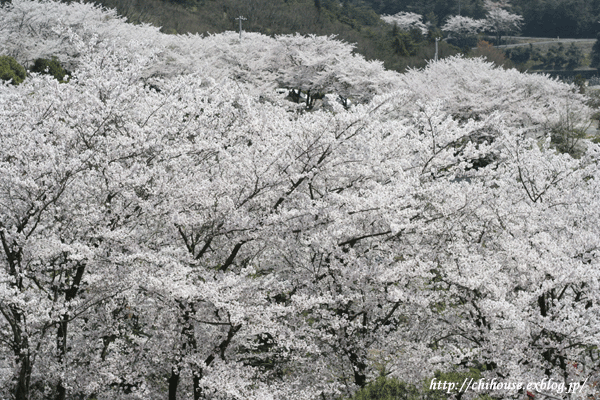 週末のお出かけ　桜＆海_e0216427_22112877.gif