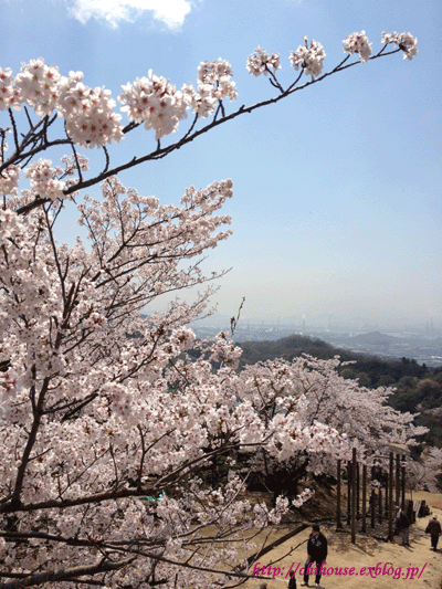 週末のお出かけ　桜＆海_e0216427_2254997.gif