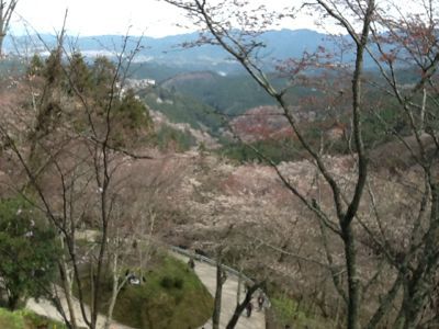 吉野山の桜_c0124828_2118114.jpg