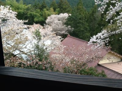 吉野山の桜_c0124828_2118624.jpg