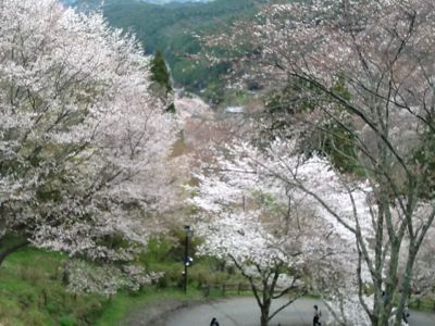 吉野山の桜_c0124828_2118728.jpg